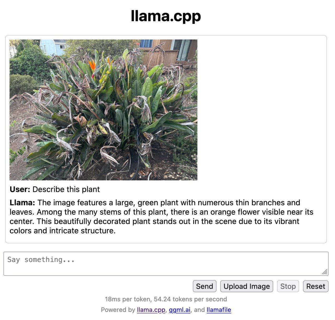 Llamafile 웹 채팅 UI — 식물 사진을 올리면 AI가 설명해주는 모습